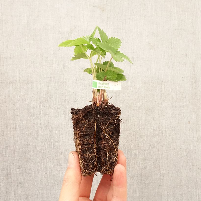 Fragola Alexandria Zolla 5 cm x 7 cm esemplare consegnato in primavera