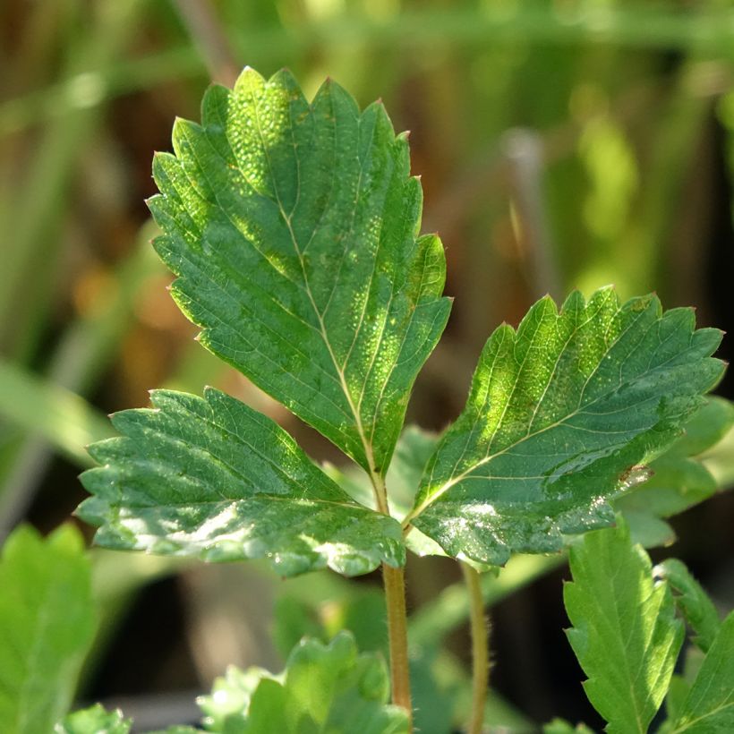 Fragola di bosco (Foliage)