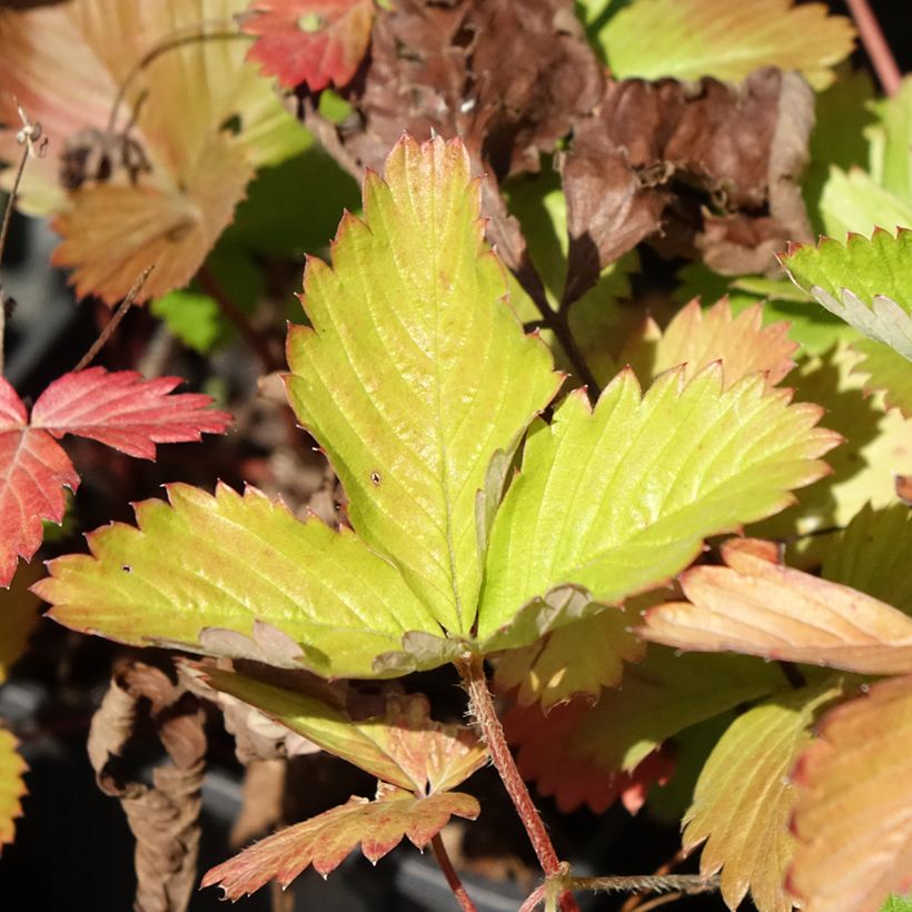 Fragolina di bosco Rügen (Foliage)