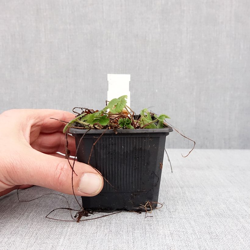 Fragaria vesca Rugen - Fraisier des bois Godet de 8/9 cm esemplare consegnato in inverno