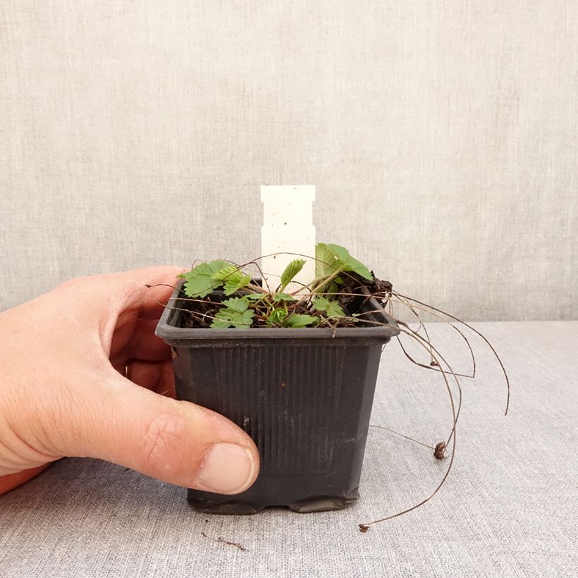 Example of Fragolina di bosco Rügen Vasetto da 8/9 cm as you get in printemps