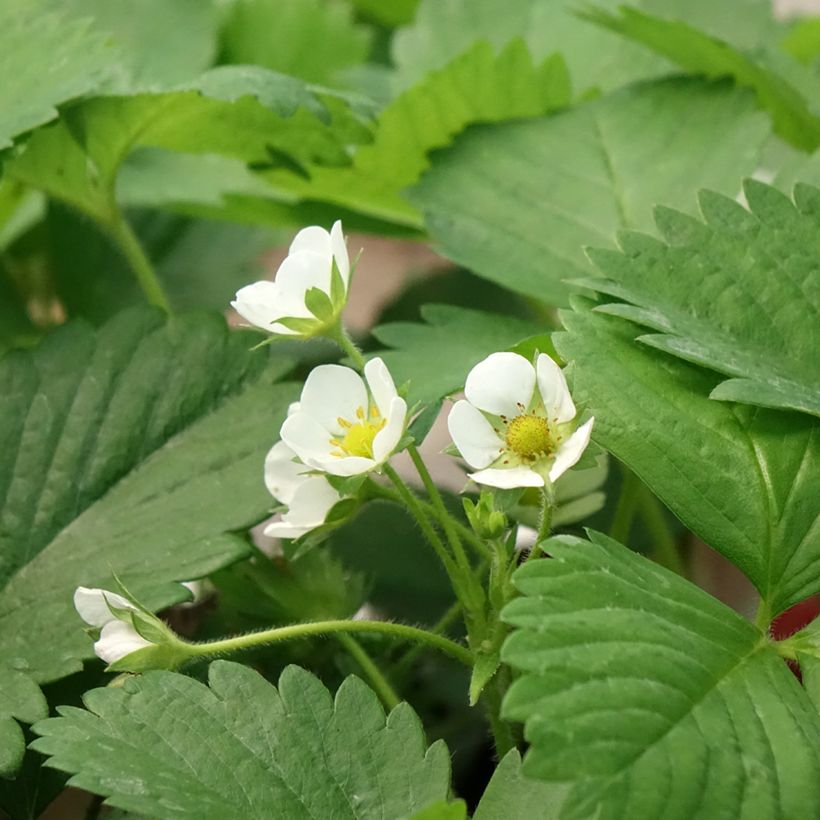 Fragola rifiorente Anaïs (in vasetto ø 7 cm) (Fioritura)