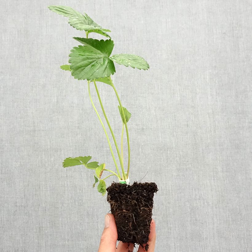 Esemplare di Fragola rifiorente Annabelle Zolla 5 cm x 7 cm come consegnato in autunno