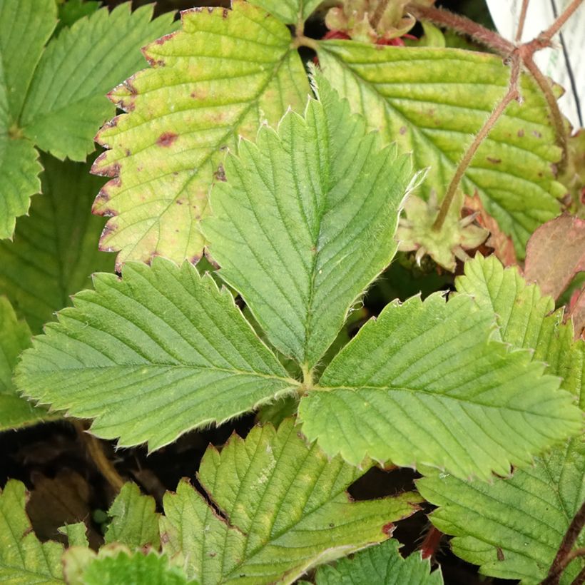 Fragola moscata (Foliage)