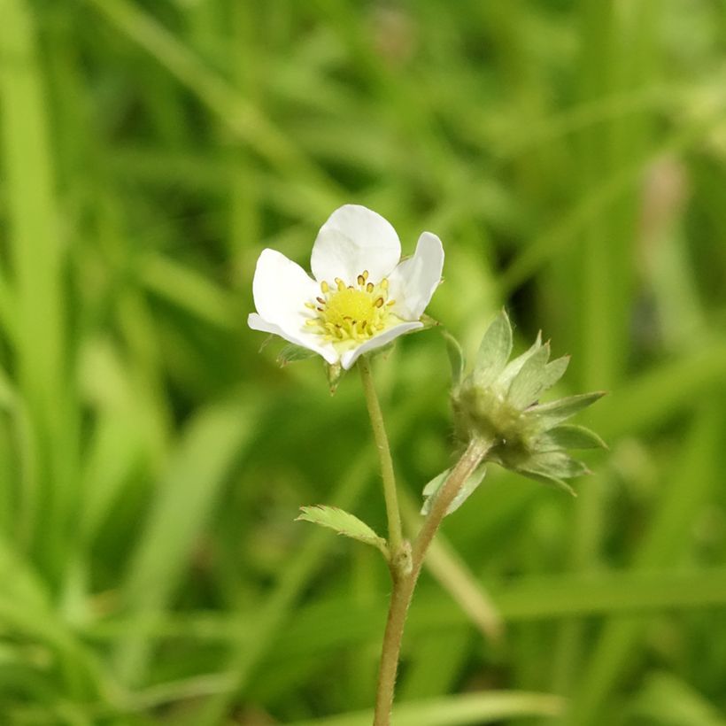 Fragola rifiorente Charlotte (Flowering)