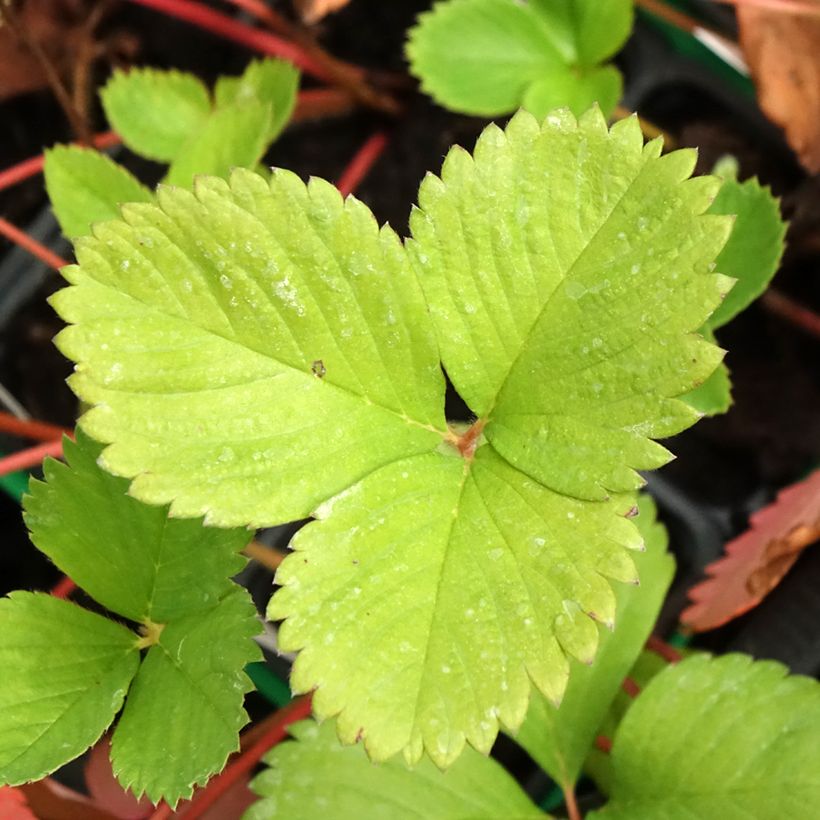 Fragola Ciflorette (Foliage)
