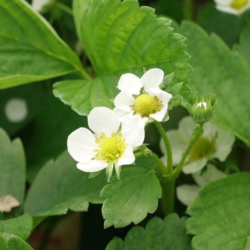 Fragola rifiorente Cijosée (Fioritura)