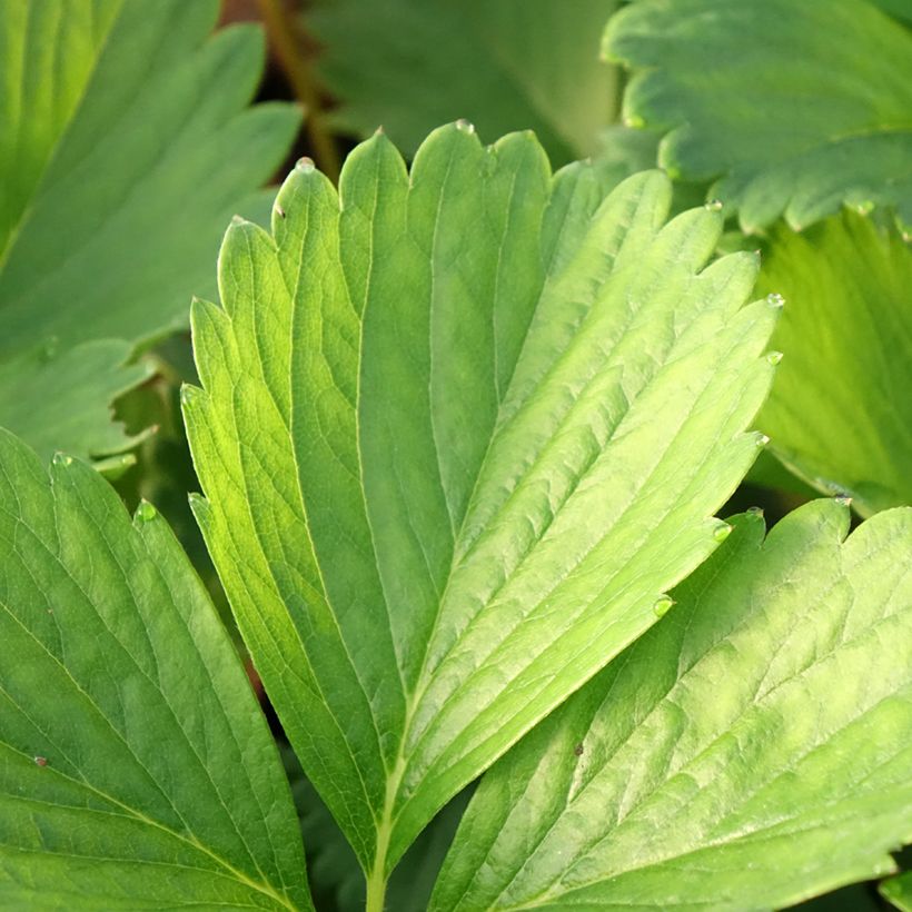 Fragola rifiorente Cirafine (in vasetto da Ø 7 cm) (Fogliame)