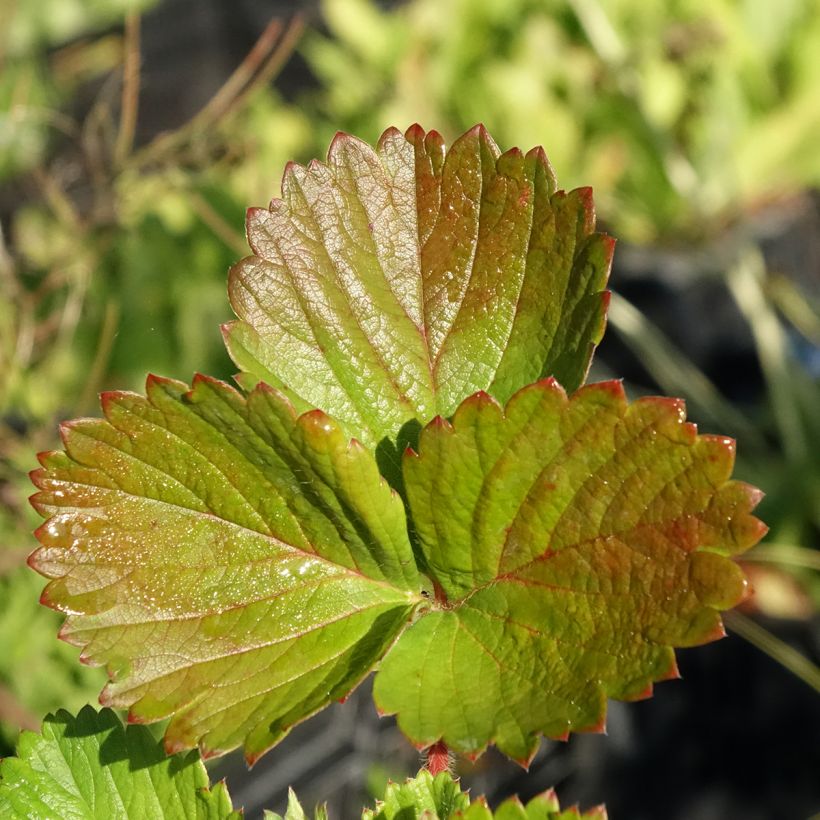 Fragola Cirano (Foliage)