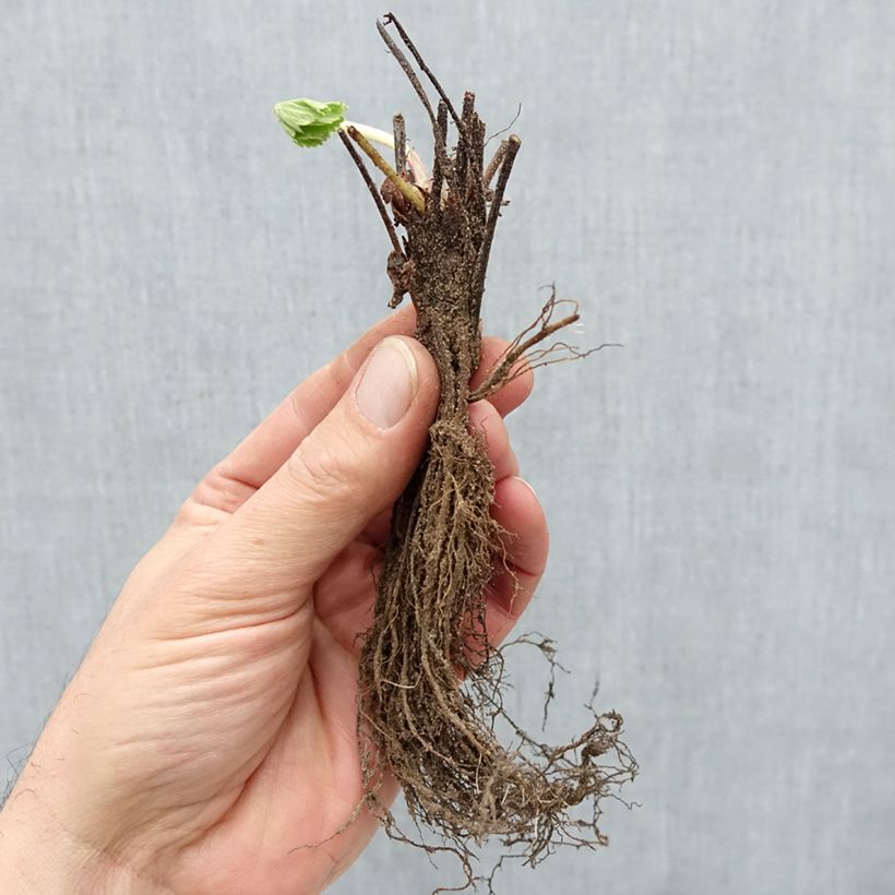 Example of Fragola Cirano Piante piccole a radice nuda as you get in hiver