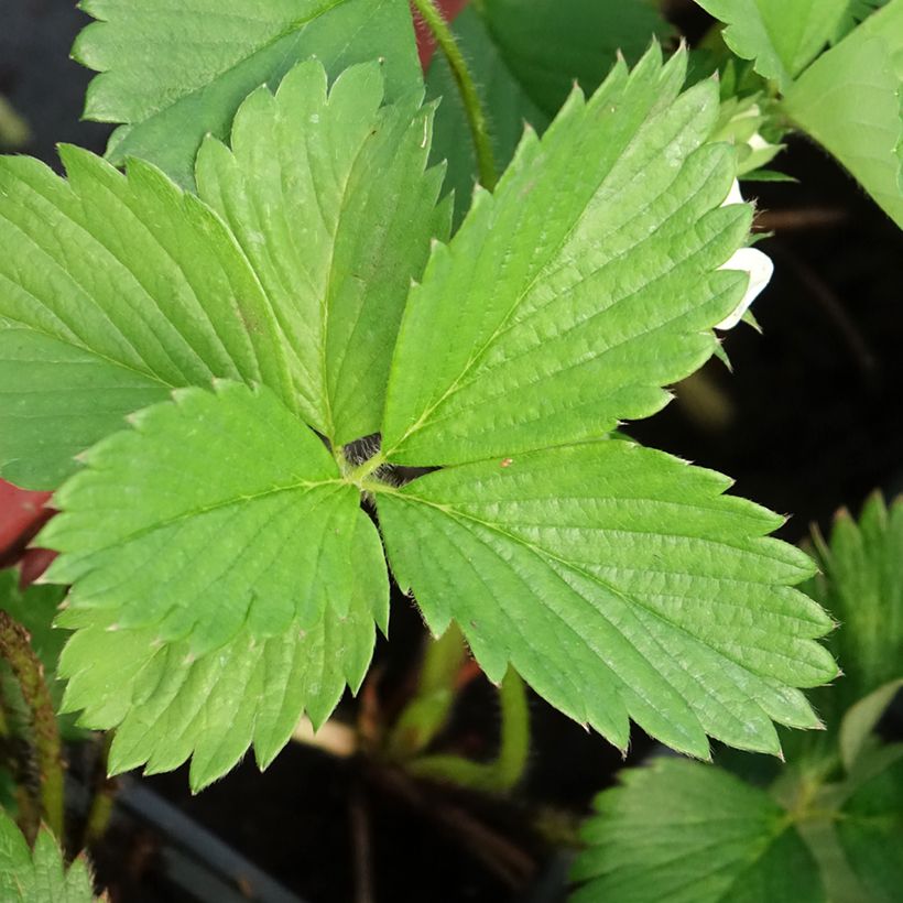 Fragola Gariguette (Foliage)