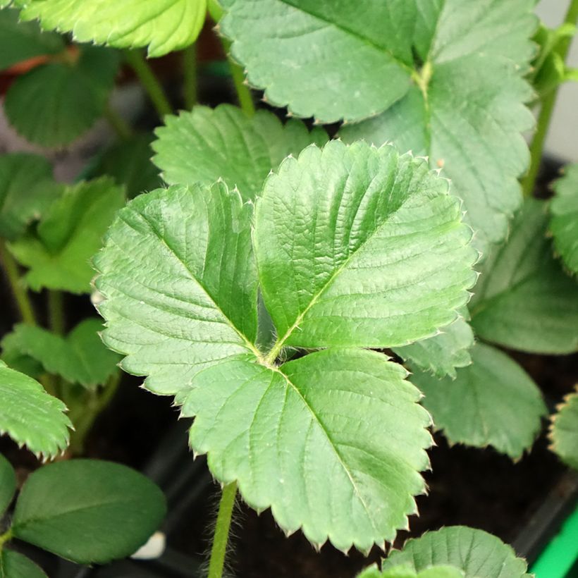 Fragola rifiorente Gento (Fogliame)