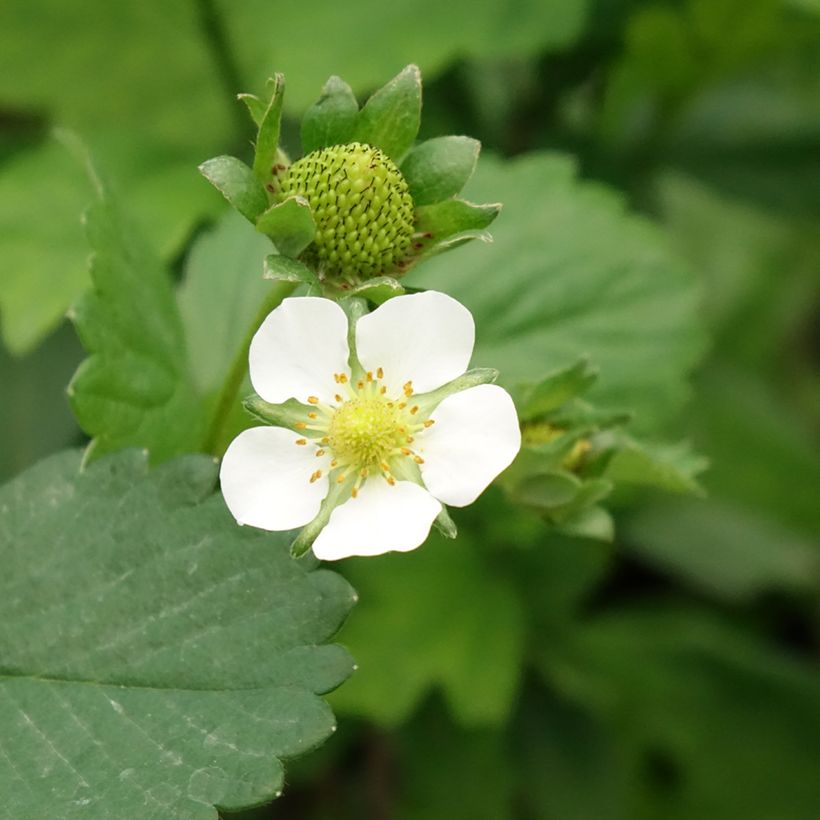 Fragola rifiorente Gento (Fioritura)