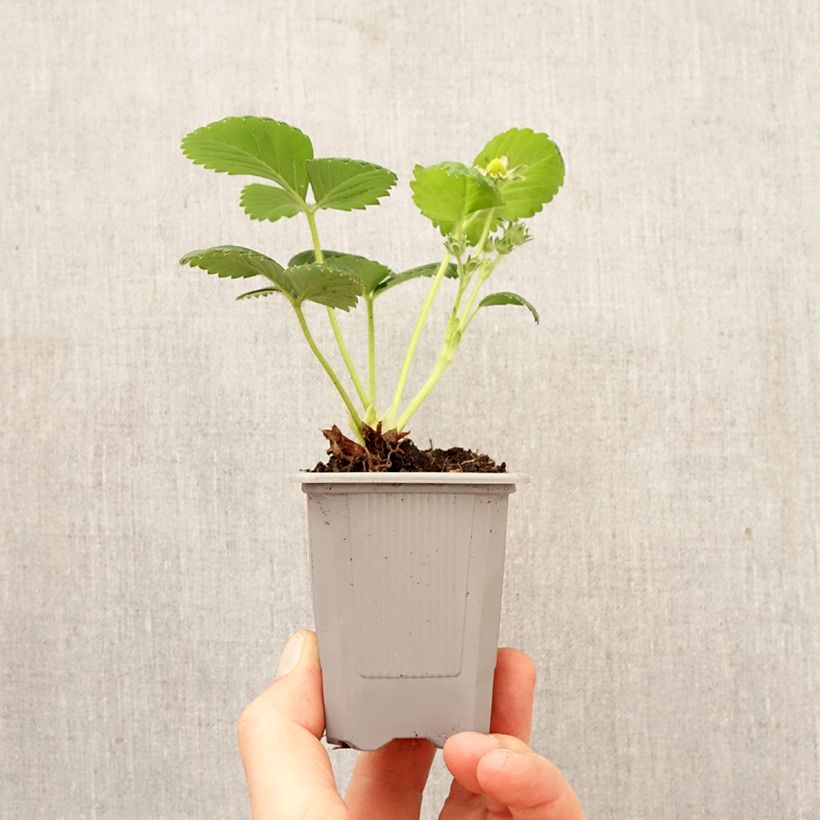 Fragola rifiorente Gento zolla 4 cm x 4,5 cm esemplare consegnato in primavera