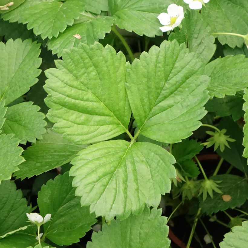 Fragola rifiorente 4 stagioni Mara des Bois (Fogliame)