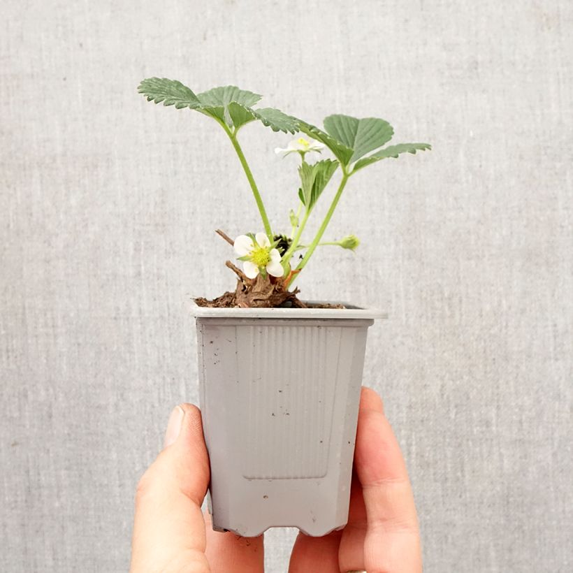 Fragola rifiorente 4 stagioni Mara des Bois zolla 4 cm x 4,5 cm esemplare consegnato in primavera