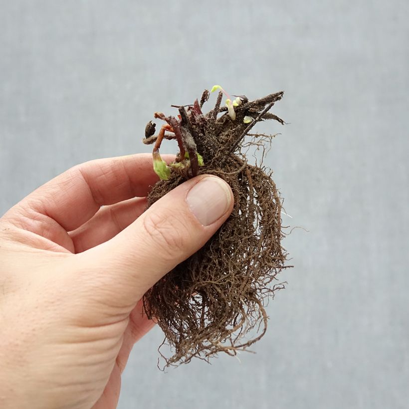 Fragola rifiorente Ostara Piante piccole a radice nuda esemplare consegnato in inverno