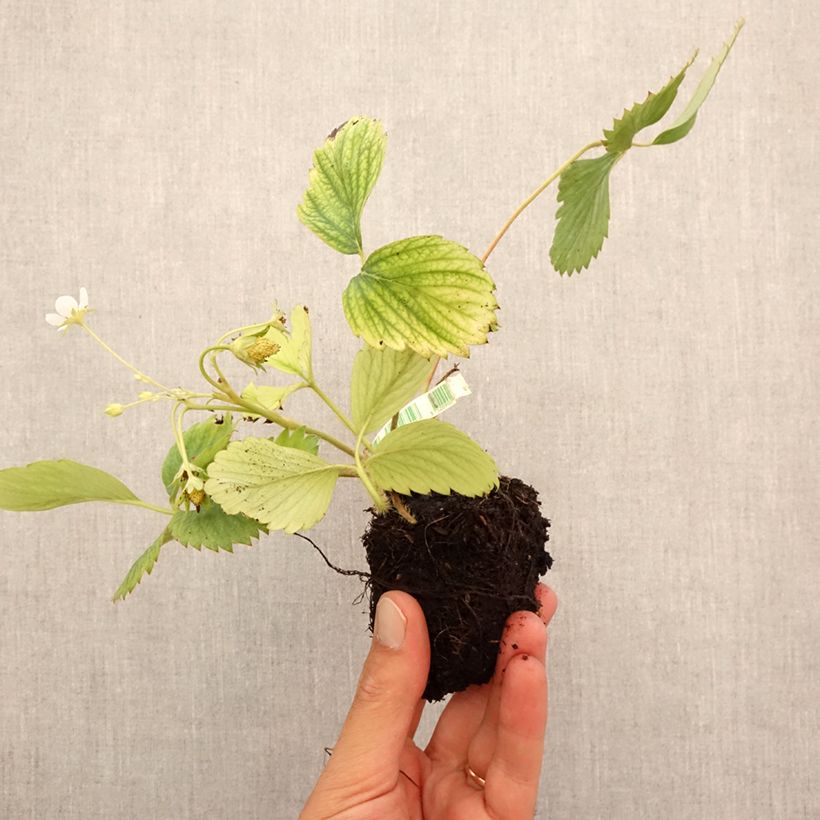 Example of Fragola di bosco Reine des Vallées Bio Zolla 5 cm x 7 cm as you get in automne