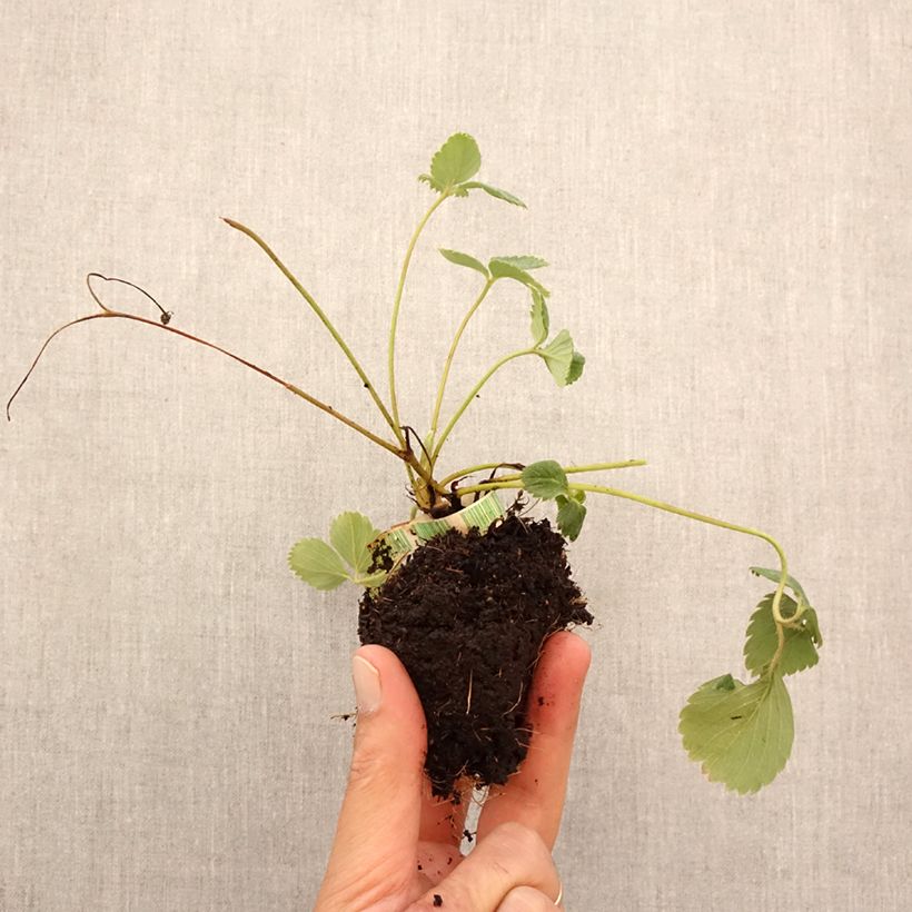 Esemplare di Fragola Senga Sengana Zolla 5 cm x 7 cm come consegnato in autunno