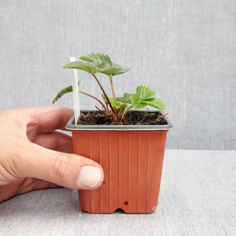 Fragola Strawberry Ice Vasetto da 8/9 cm esemplare consegnato in primavera