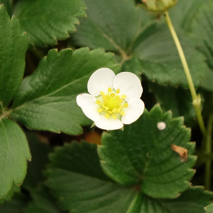 Fragola Temptation (Fioritura)