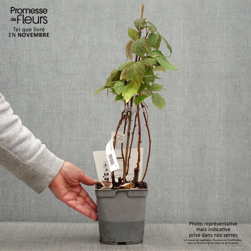 Esemplare di Framboisier Belle de Malicorne - Georges Delbard Pot de 2L/3L, Touffe come consegnato in autunno