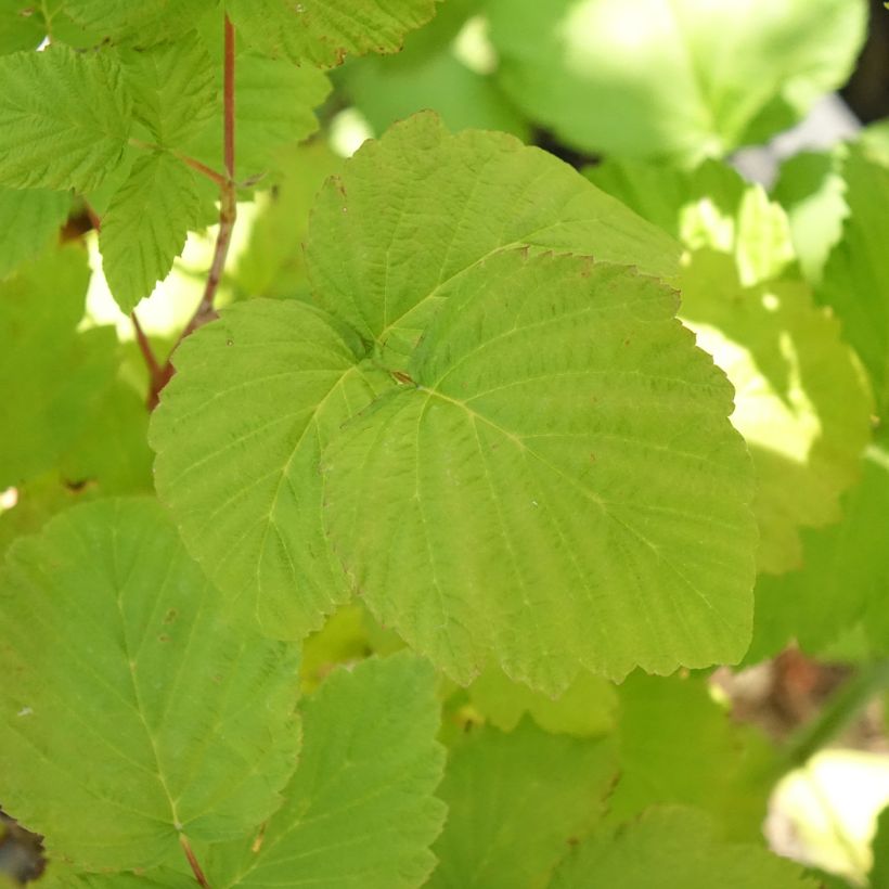 Lampone nero Black Jewel Bio (Foliage)