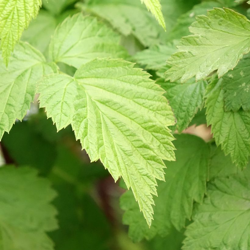 Lampone nero Black Jewel (Fogliame)