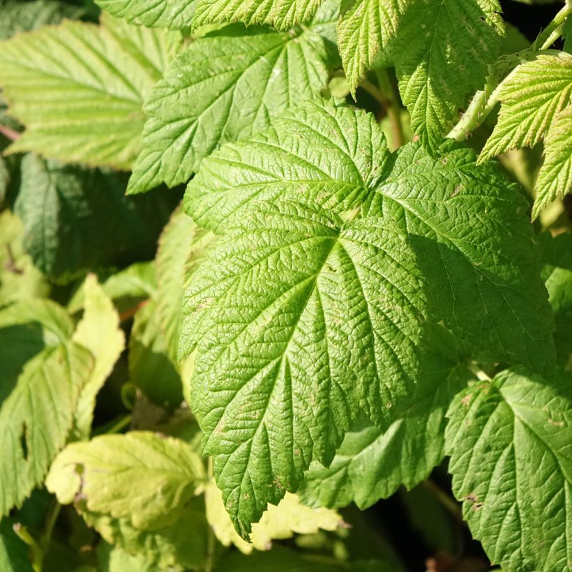 Lampone Blissy Bio (Foliage)