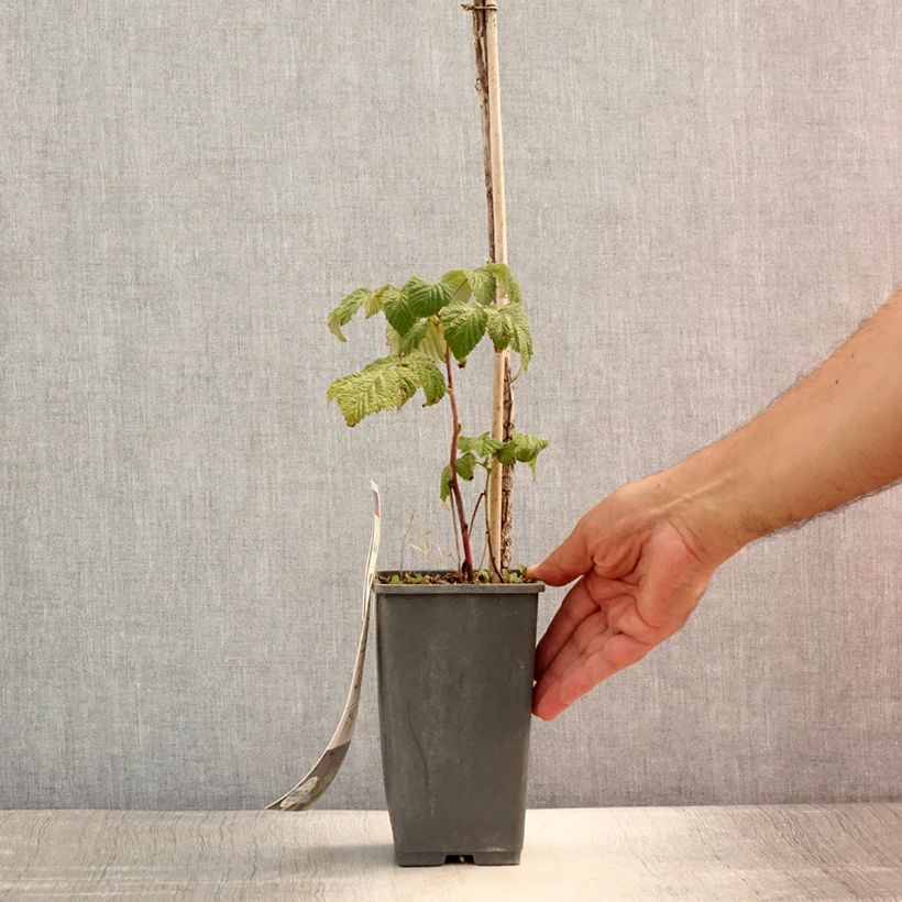 Esemplare di Lampone Blissy Vaso da 1,5L/2L, Multifusto consegnato in estate