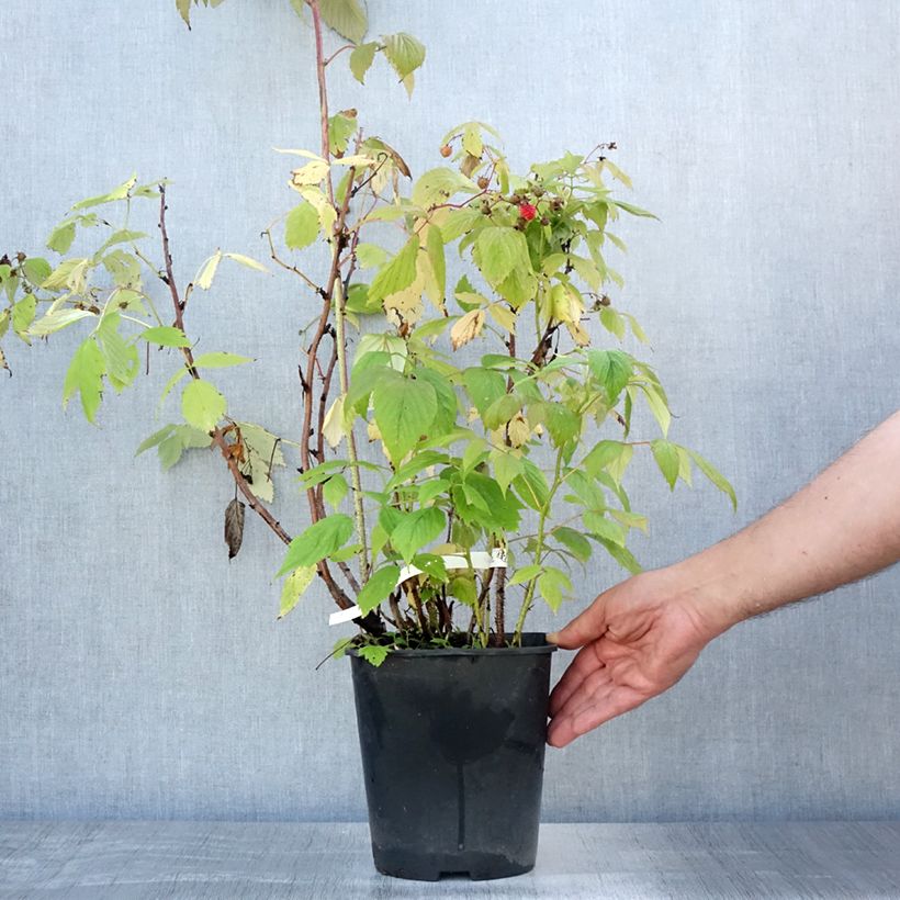 Esemplare di Lampone Blissy Vaso da 3L/4L consegnato in estate