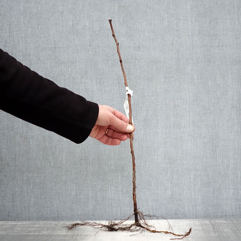 Lampone Blissy Piante piccole a radice nuda, A cespuglio esemplare consegnato in inverno