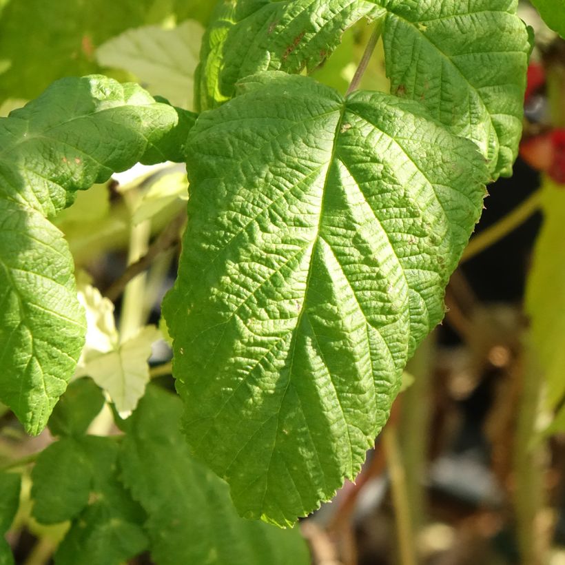 Lampone Bohème Bio (Foliage)