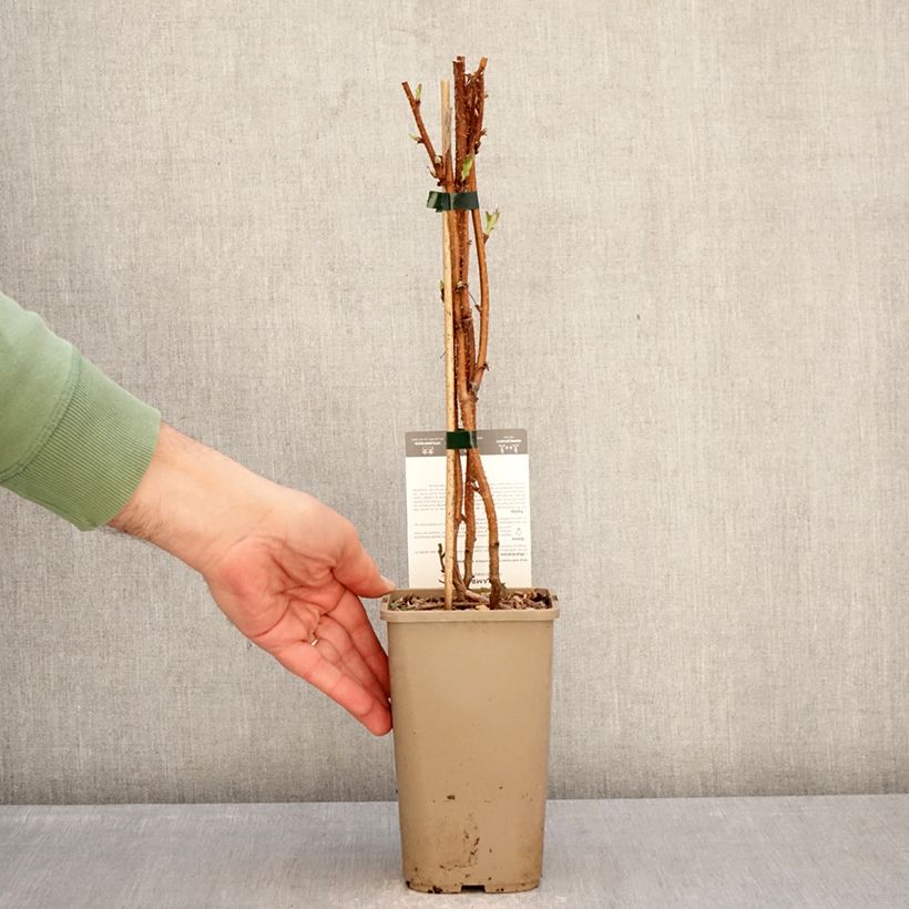 Example of Lampone Carmen Love Vaso da 1,5L/2L, Multifusto as you get in hiver