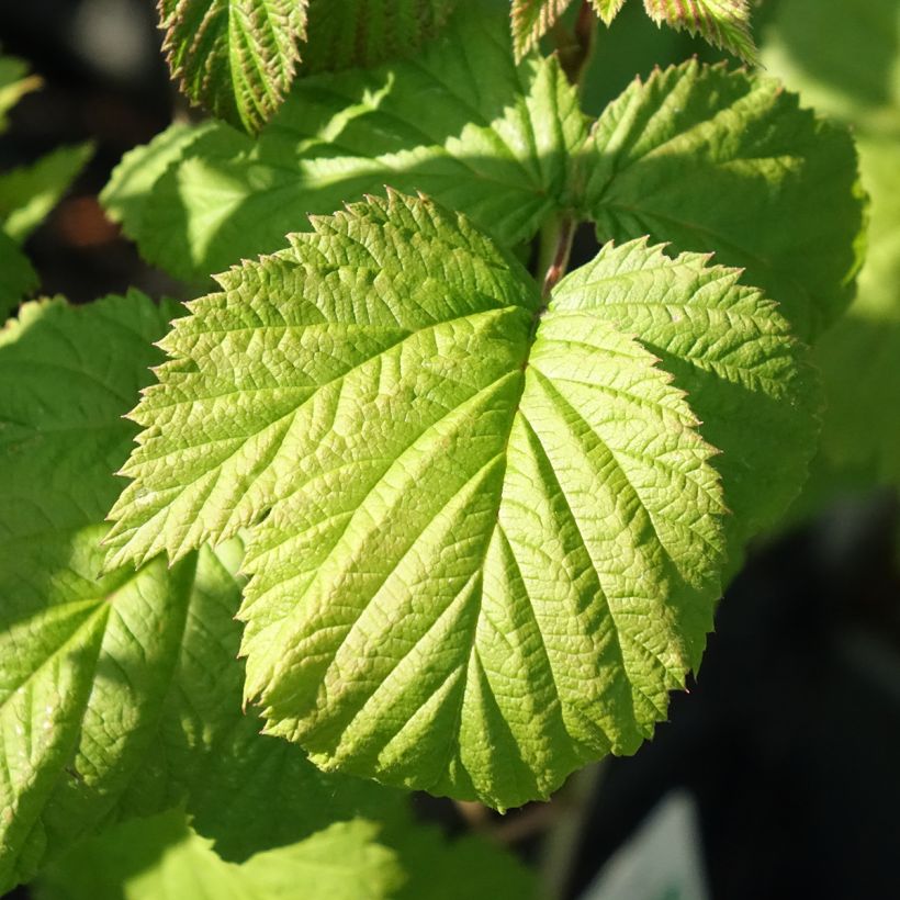 Lampone Glen Ample Bio (Fogliame)