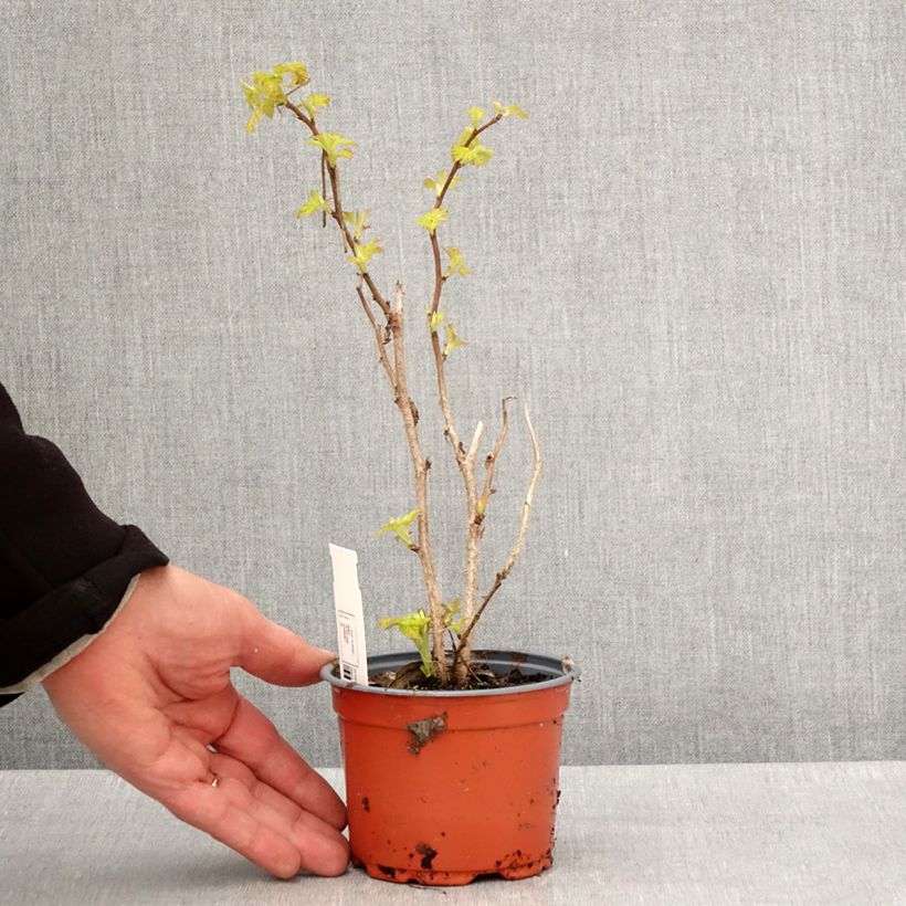 Lampone Groovy (Jdeboer005) Vaso da Ø 12 cm / 13 cm, Multifusto esemplare consegnato in primavera