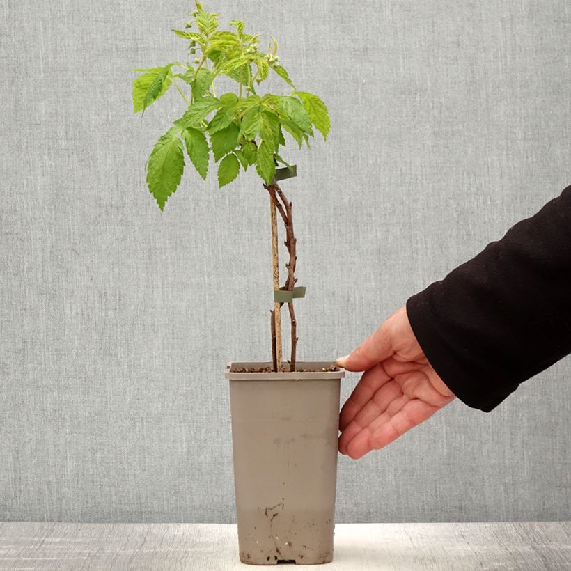 Example of Lampone nano Lowberry Little Orangelina Vaso da 1,5L/2L as you get in printemps