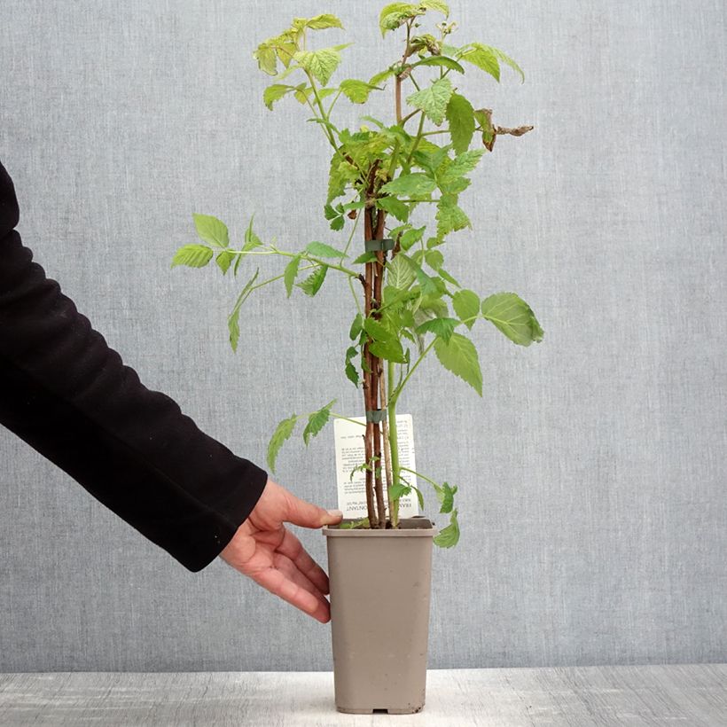 Example of Lampone Mademoiselle Françoise Vaso da 1,5L/2L, Multifusto as you get in printemps