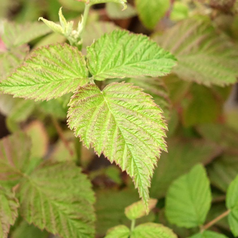 Lampone Mademoiselle Françoise (Foliage)