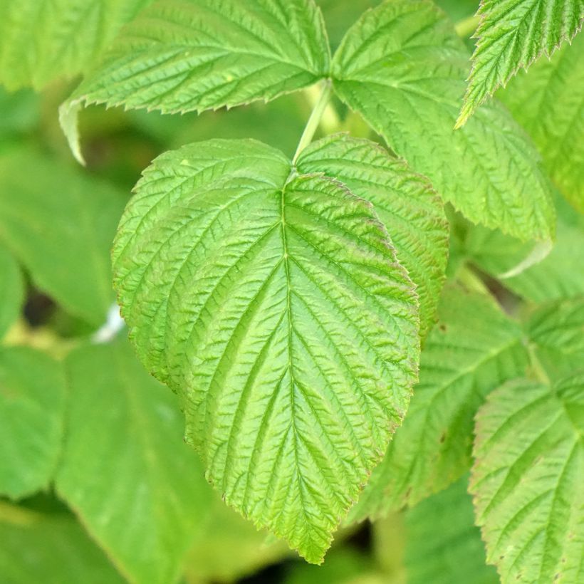 Lampone Marastar Bio (Fogliame)