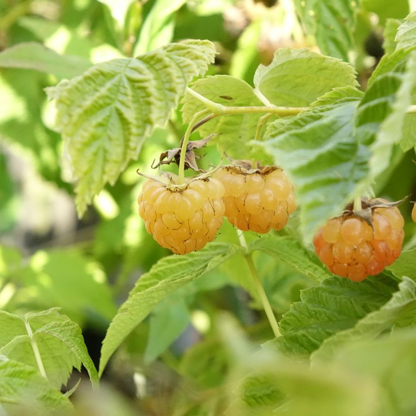 Lampone nano Lowberry Little Orangelina (Harvest)