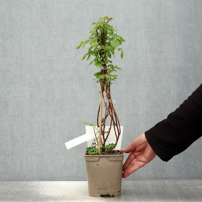 Lampone nano Bella Aromatica Vaso da 2L/3L esemplare consegnato in primavera