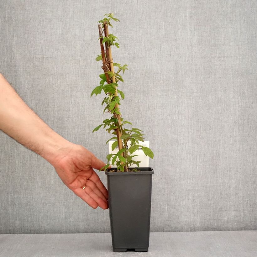 Lampone Primeberry Autumn Happy Vaso da 1,5L/2L esemplare consegnato in primavera