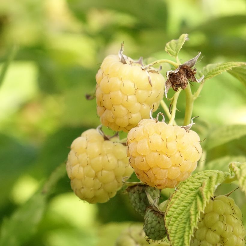 Lampone Primeberry Autumn Sun (Raccolta)