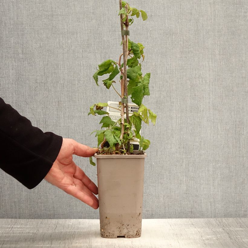 Lampone Bohème Vaso da 1,5L/2L, Multifusto esemplare consegnato in primavera