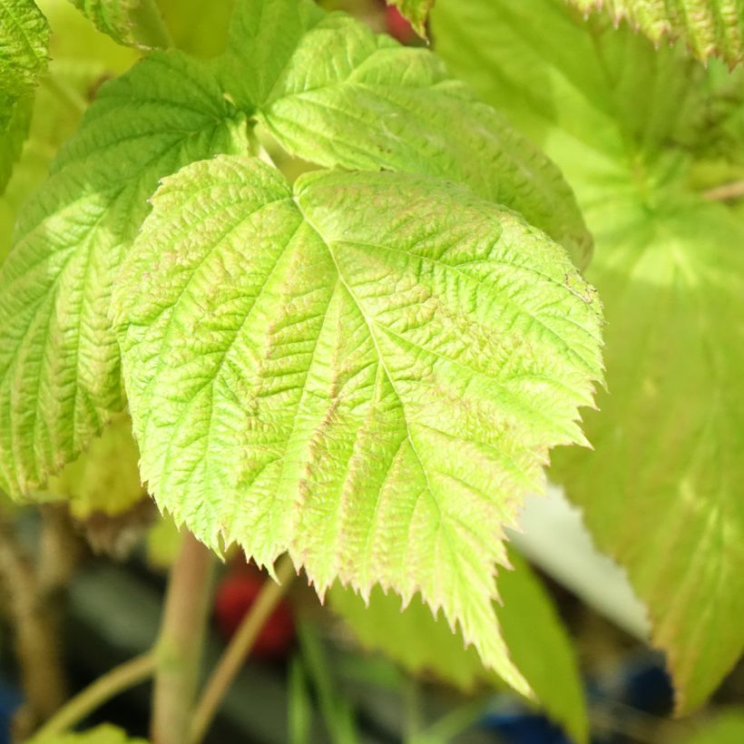 Lampone FRUITALITY Frambélise (Fogliame)