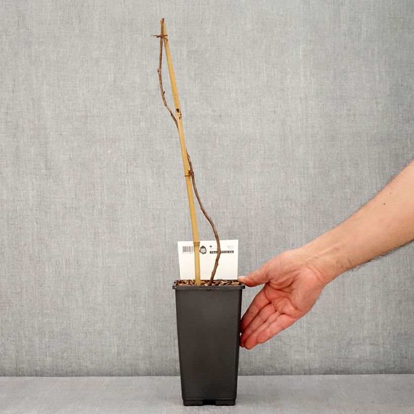 Example of Lampone Malling Passion Vaso da 2L/3L as you get in printemps