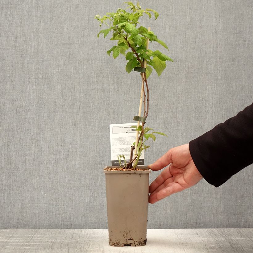 Example of Lampone Schlaraffia Plentiful Vaso da 1,5L/2L, Multifusto as you get in printemps