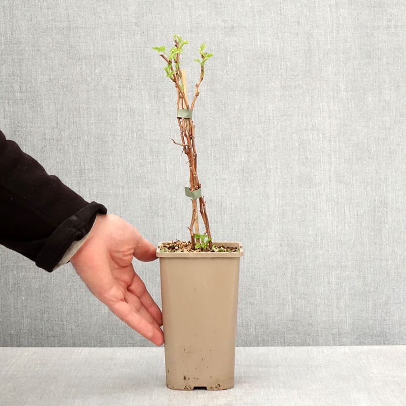 Lampone Schlaraffia Golddigger Vaso da 1,5L/2L, Multifusto esemplare consegnato in primavera