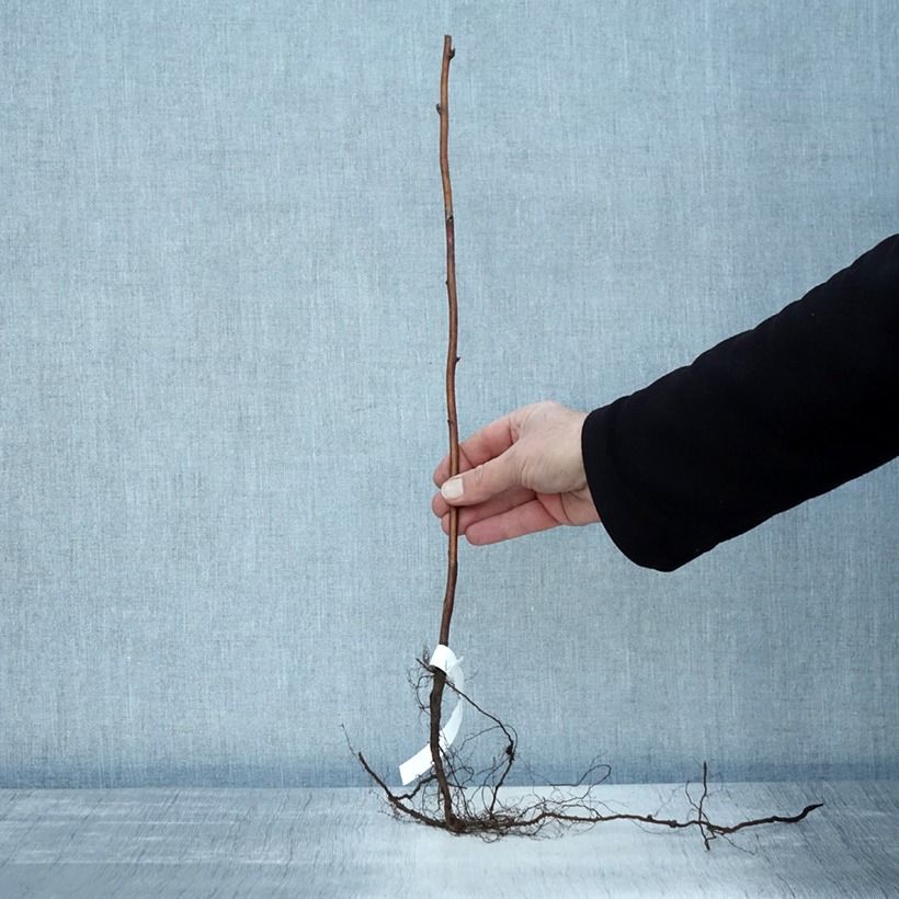 Lampone Schönemann Piante piccole a radice nuda, A cespuglio esemplare consegnato in inverno